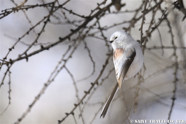 The Snow Fairy: Hokkaido’s Long-tailed Tit